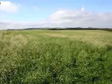 
Lincombe