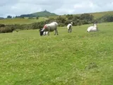 Land At Mary Tavy, Mary Tavy, Devon