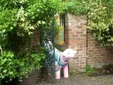 South Drive, Sandfield Park, Liverpool, L12