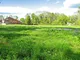 Bluebells Bluebells